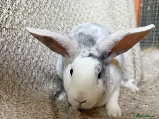 Rex rabbits Last one! Lovely mini Rex boy - Advert 1