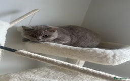 British Shorthair cats for sale: GCCF Registered Lilac British Shorthair Boy - Image 6