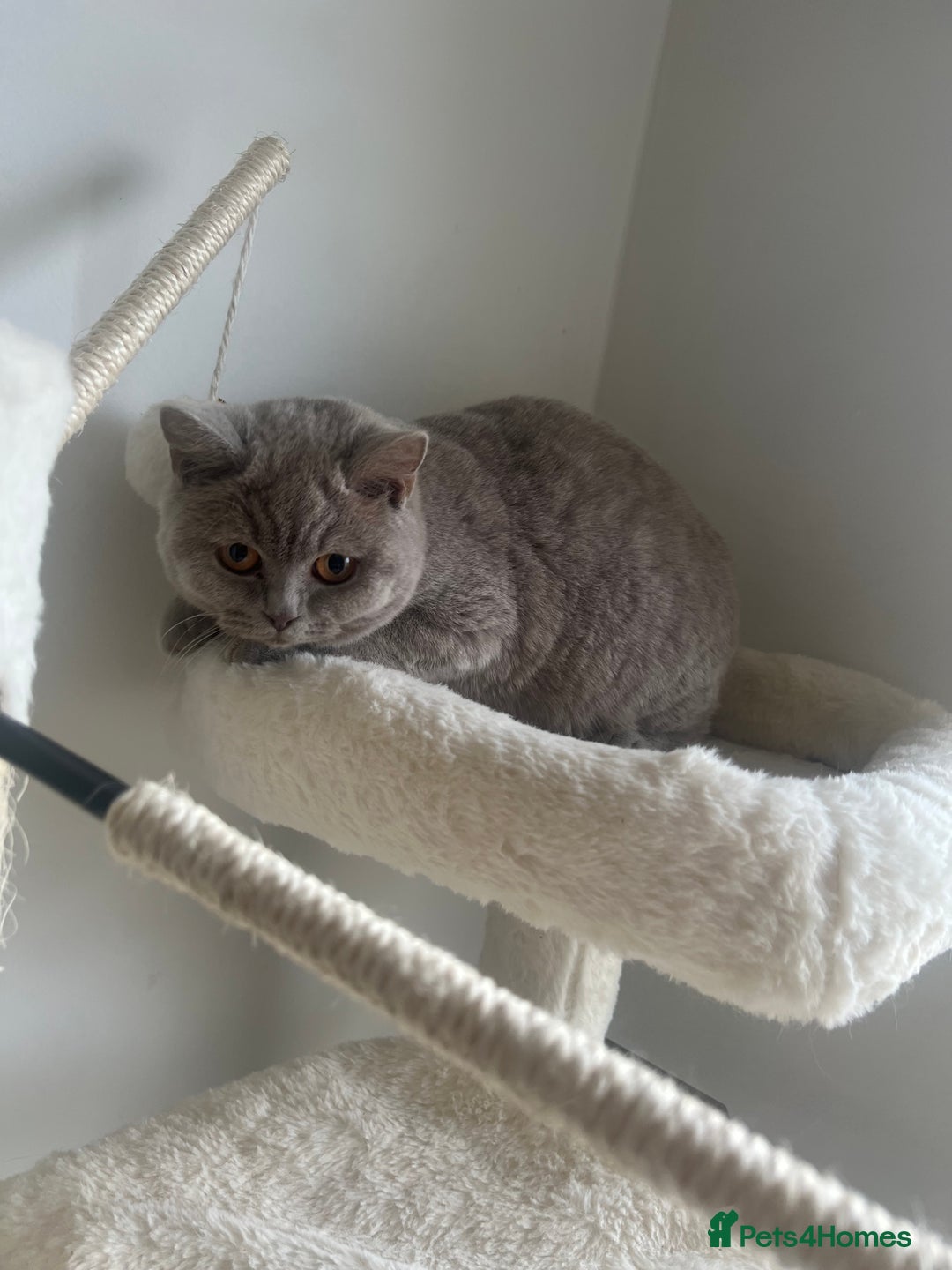 British Shorthair cats for sale: GCCF Registered Lilac British Shorthair Boy - Image 6