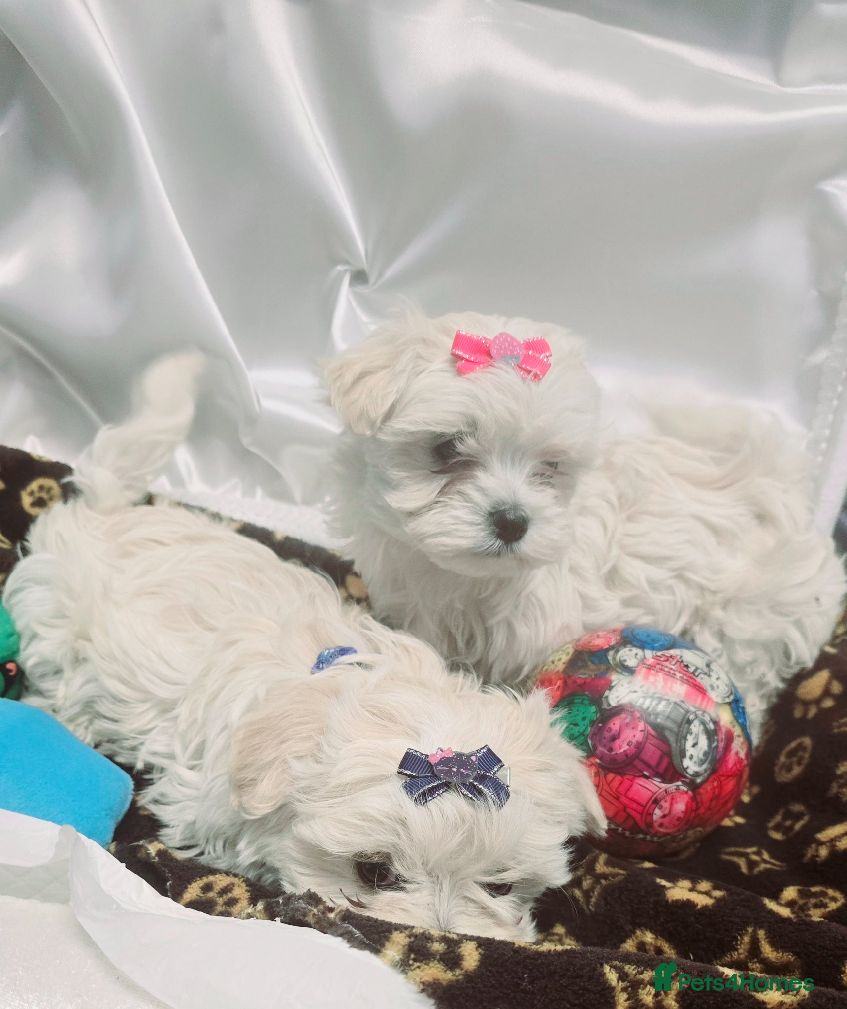 Maltipoo dogs  Extra small Korean Toy Maltipoo baby's  - Advert 2