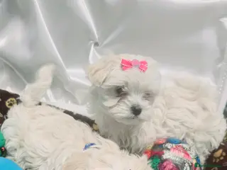 Maltipoo dogs Extra small Korean Toy Maltipoo baby's - Advert 2
