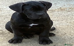 Cane Corso dogs for sale: Just one boy remaining  - Image 9
