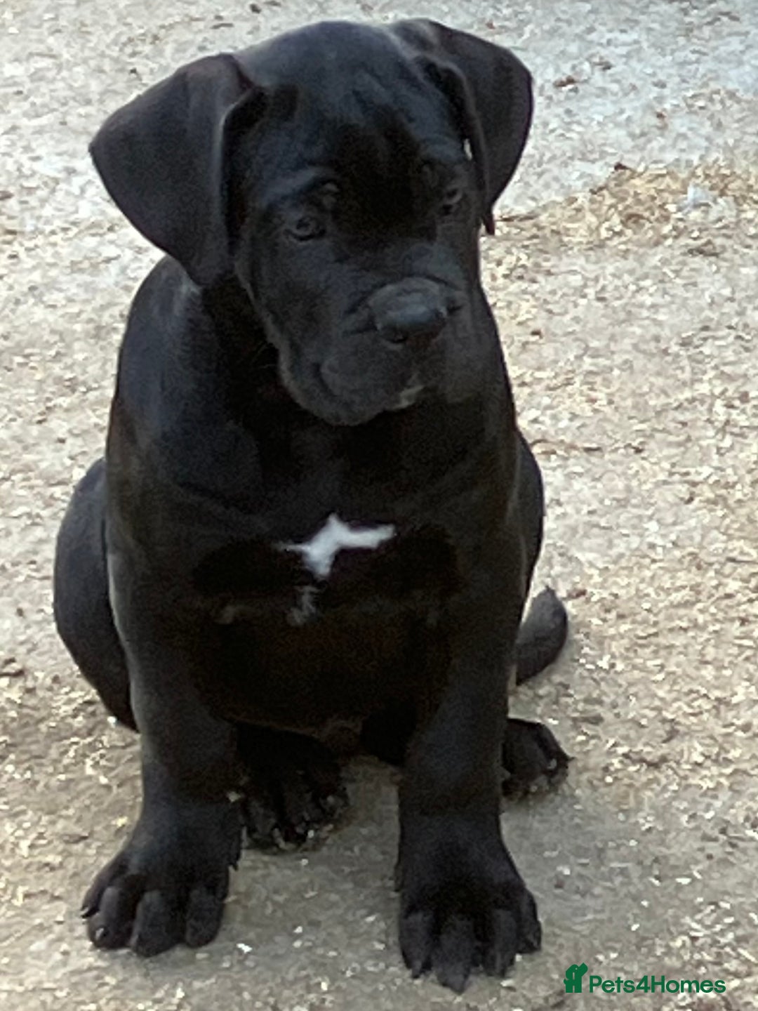 Cane Corso dogs for sale: Just one boy remaining  - Image 9