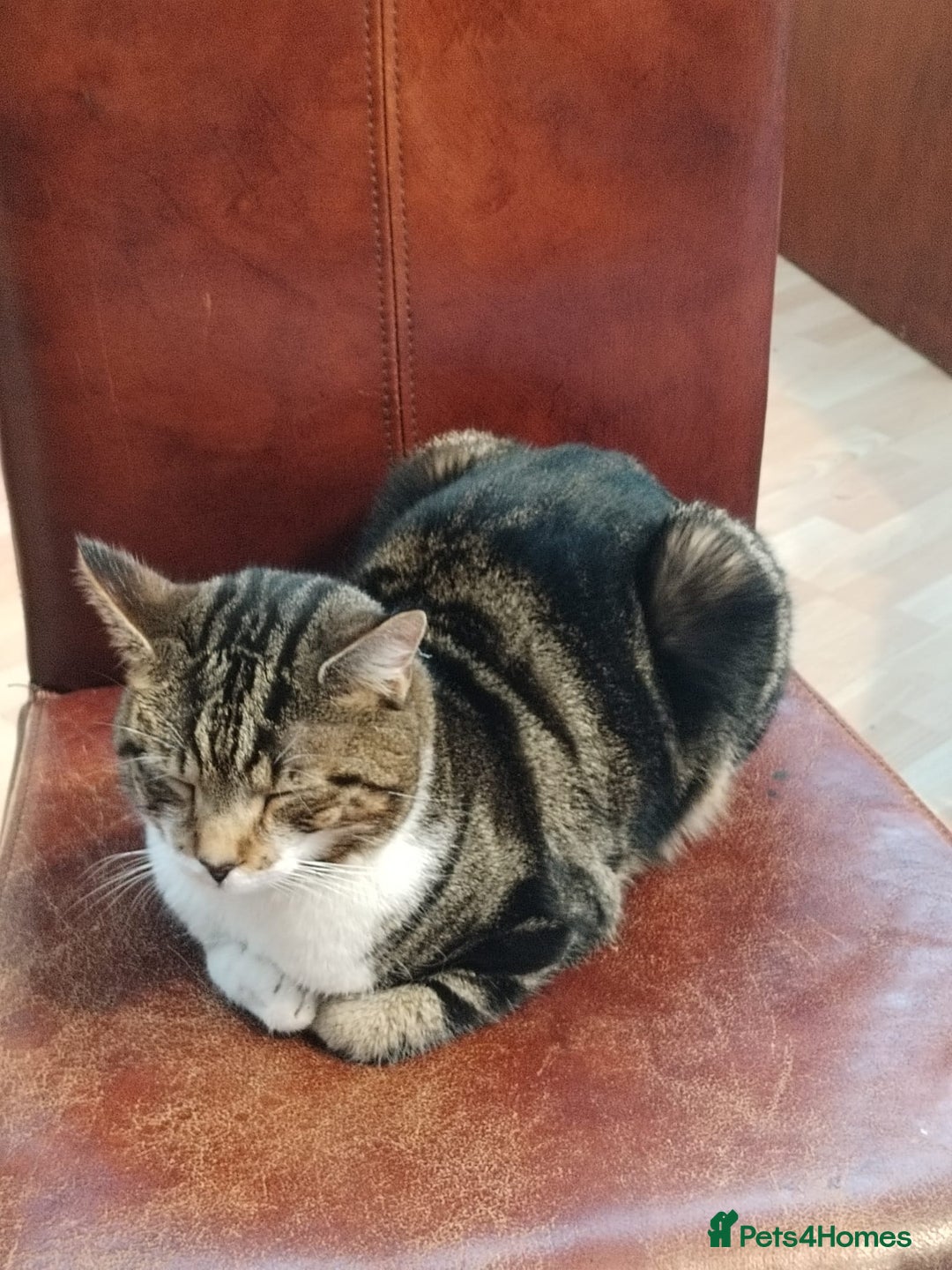 Domestic Shorthair cats for sale: Dashing Dash - Advert 2