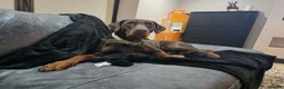 Dobermann dogs for stud: Champion bloodline Doberman for stud  - Advert 5