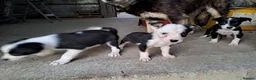 Border Collie dogs for sale: 3 gorgeous puppies looking for there forever home - Advert 8