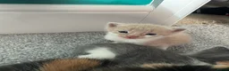Mixed Breed cats for sale: Kittens - Advert 4