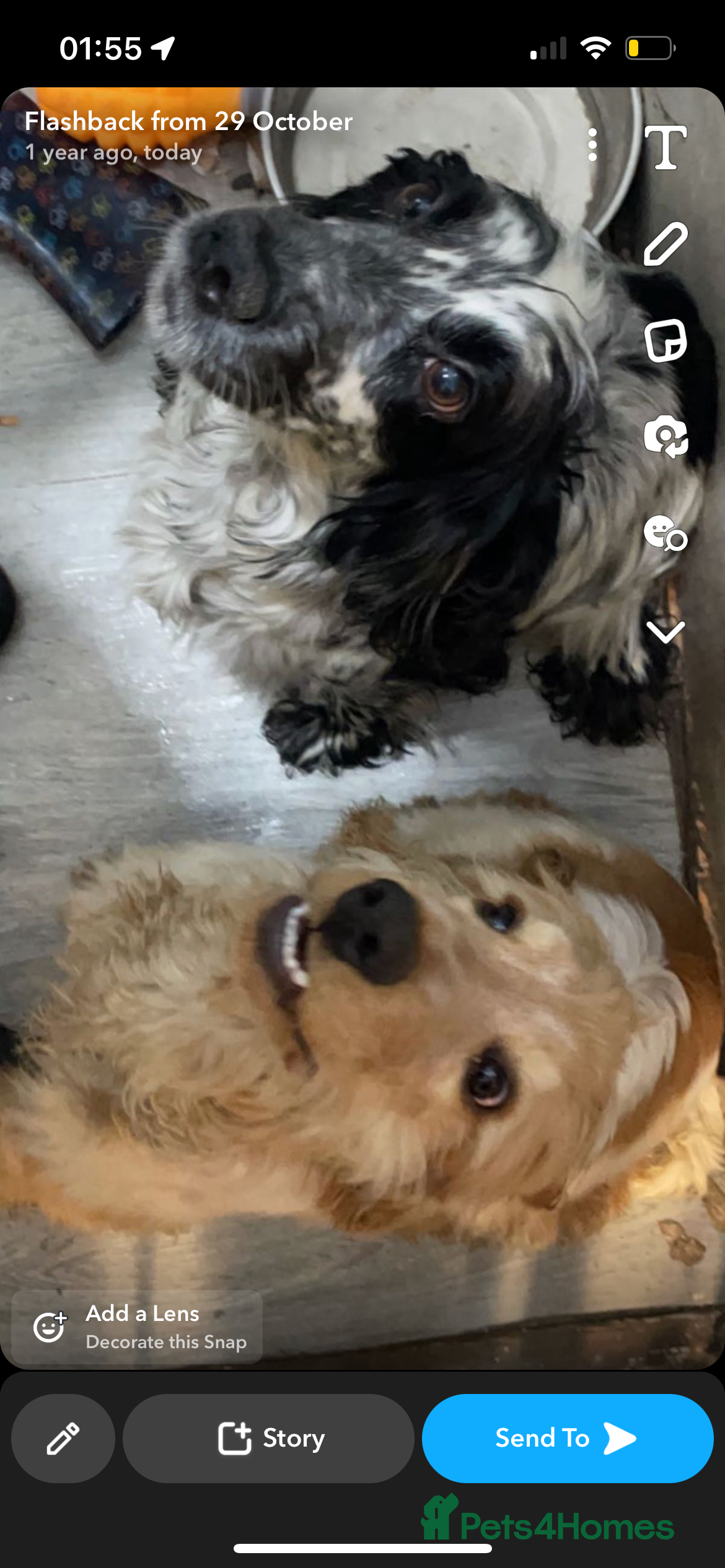 Cocker Spaniel dogs 9 year old cocker spaniel looking for new home - Advert 5