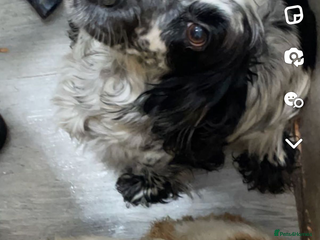 Cocker Spaniel dogs 9 year old cocker spaniel looking for new home - Advert 13