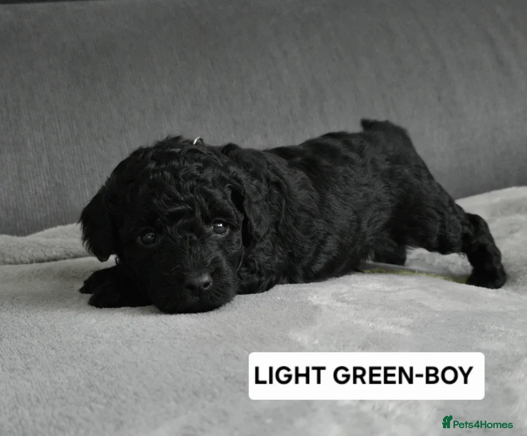 Toy Poodle dogs for sale: BEAUTIFULL BLACK TOY POODLES  - Advert 5