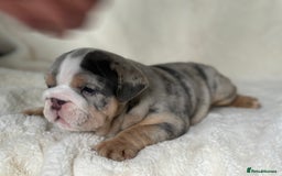 English Bulldog dogs for sale: British bulldog  - Image 13
