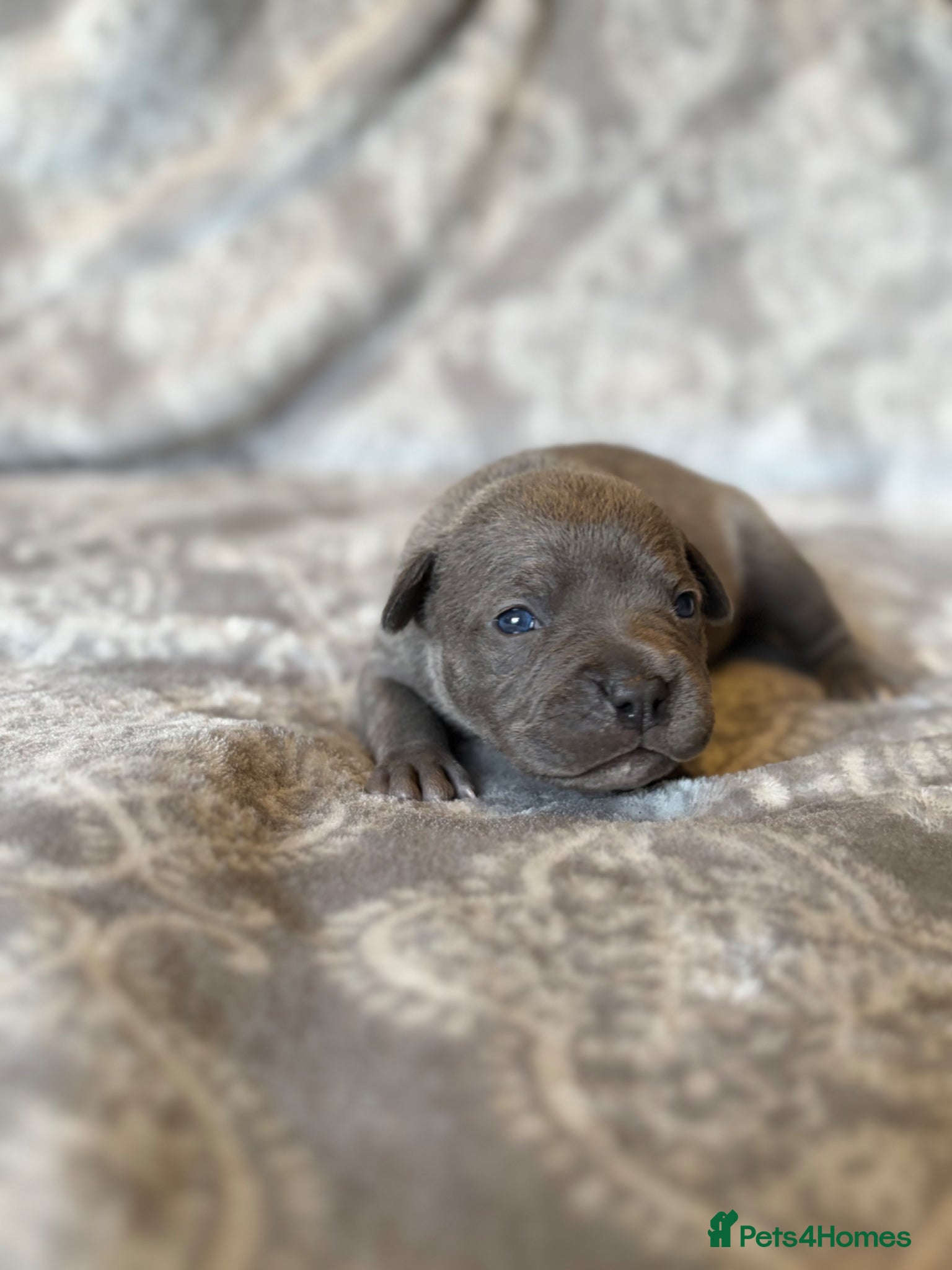 Staffordshire Bull Terrier dogs Stunning KC Staffordshire bull terrier puppies - Advert 17