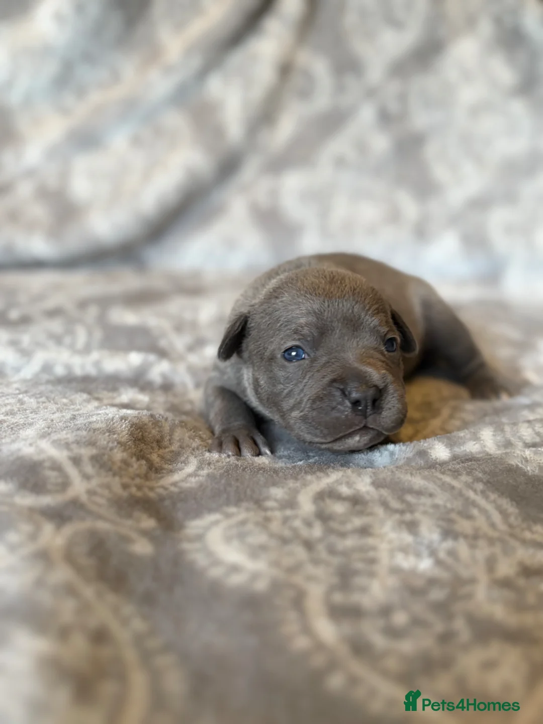 Staffordshire Bull Terrier dogs for sale: Stunning KC Staffordshire bull terrier puppies - Advert 1