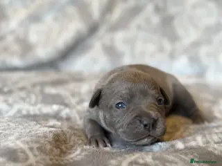 Staffordshire Bull Terrier dogs Stunning KC Staffordshire bull terrier puppies - Advert 1