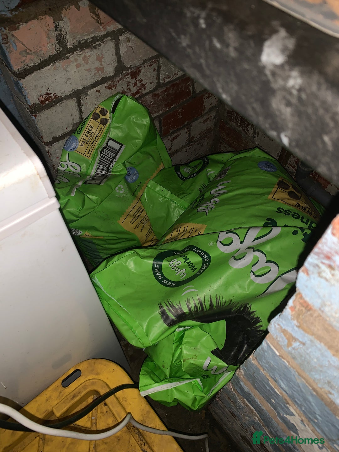 Cane Corso dogs for sale: PURE CANE CORSO MALE - Advert 11