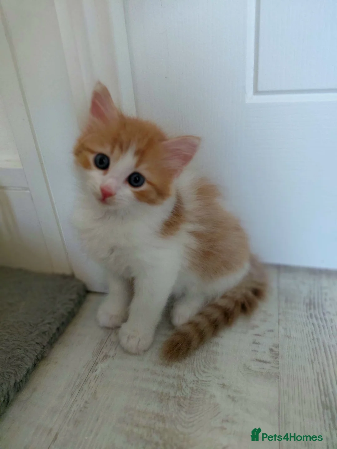 Mixed Breed cats for sale: Lovely kittens looking for a new home 💚 - Advert 2