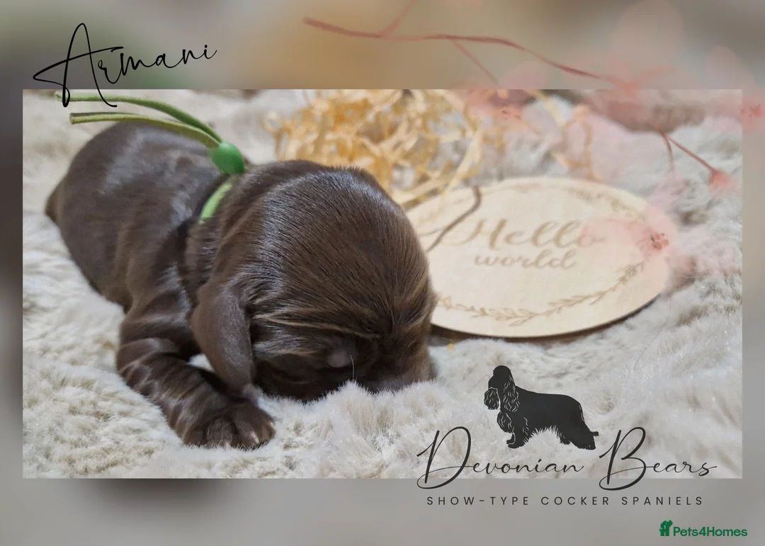 Cocker Spaniel dogs for sale: FULLY Health tested English Cocker Spaniel puppies - Advert 14