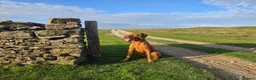 Hungarian Vizsla dogs for stud: Wirehaired Vizsla import at stud  - Advert 2