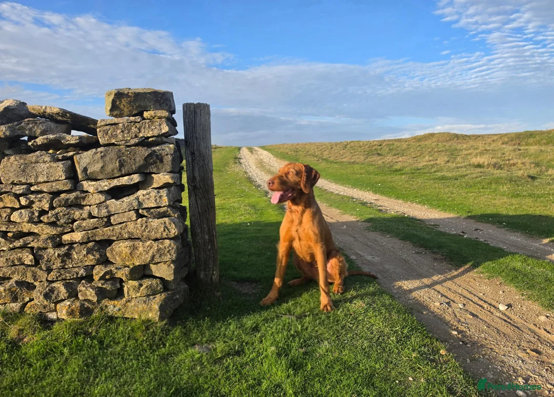 Hungarian Vizsla dogs for stud: Wirehaired Vizsla import at stud  - Advert 2