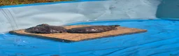 Turtle reptiles for sale: 2 Missisipi Map turtles in London - Advert 3