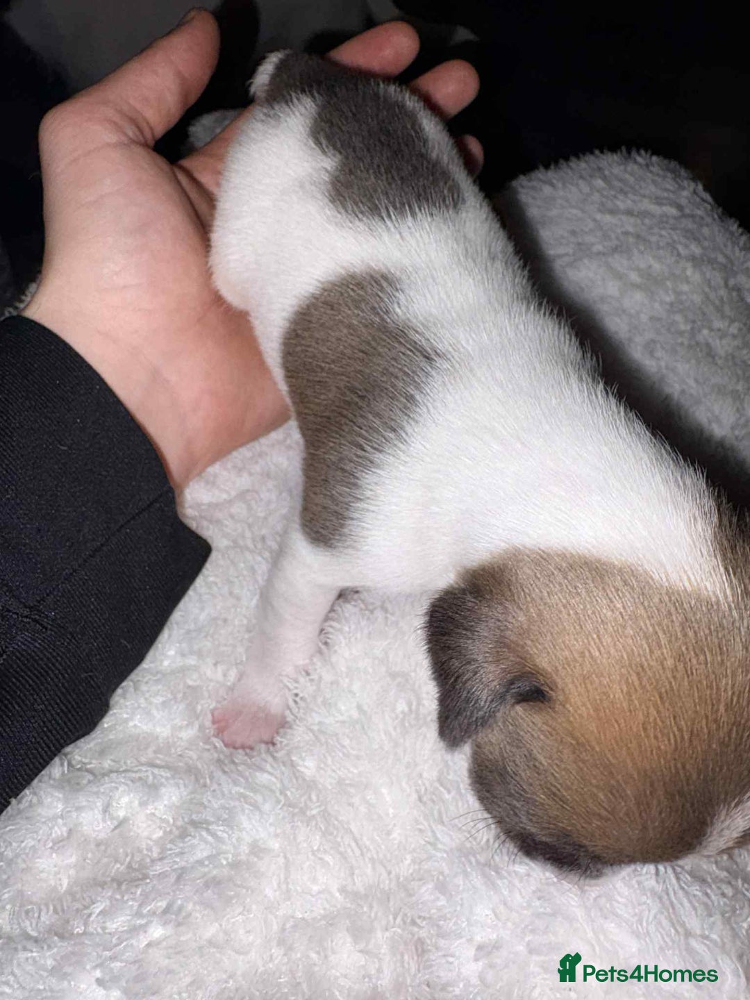 Jack Russell dogs for sale: 4 left!!! Blue/red tri JR puppies  - Advert 12