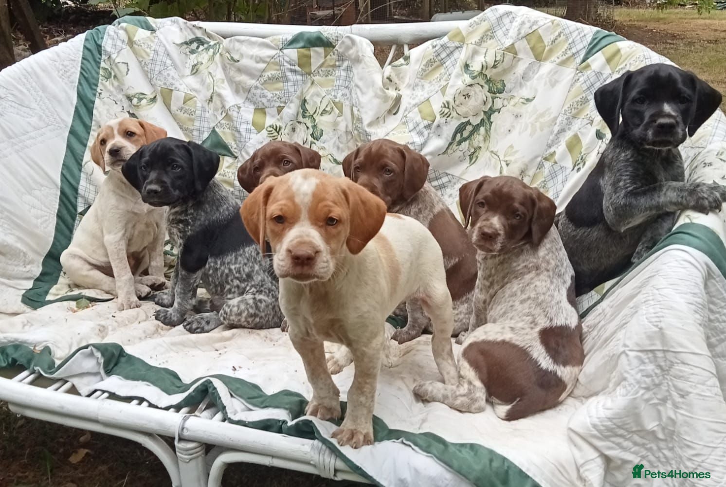 Mixed Breed dogs Pointer x Brittany  - Advert 1