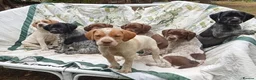 Mixed Breed dogs for sale: Pointer x Brittany  - Advert 3