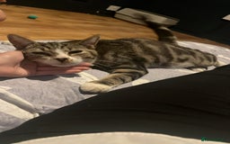 Domestic Shorthair cats for sale: Year old snuggle monster - Advert 5