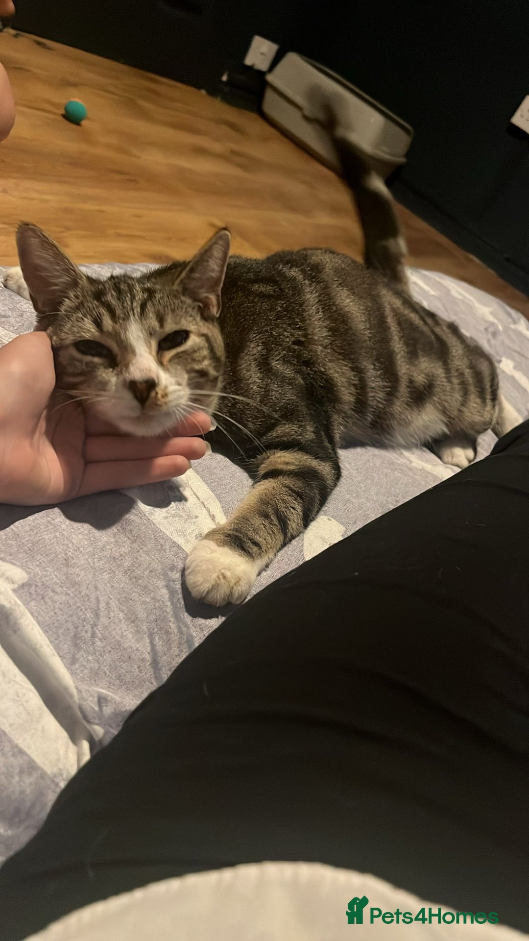 Domestic Shorthair cats for sale: Year old snuggle monster - Advert 5