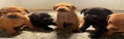 Labrador Retriever dogs for sale: KC Labrador puppies  - Advert 11