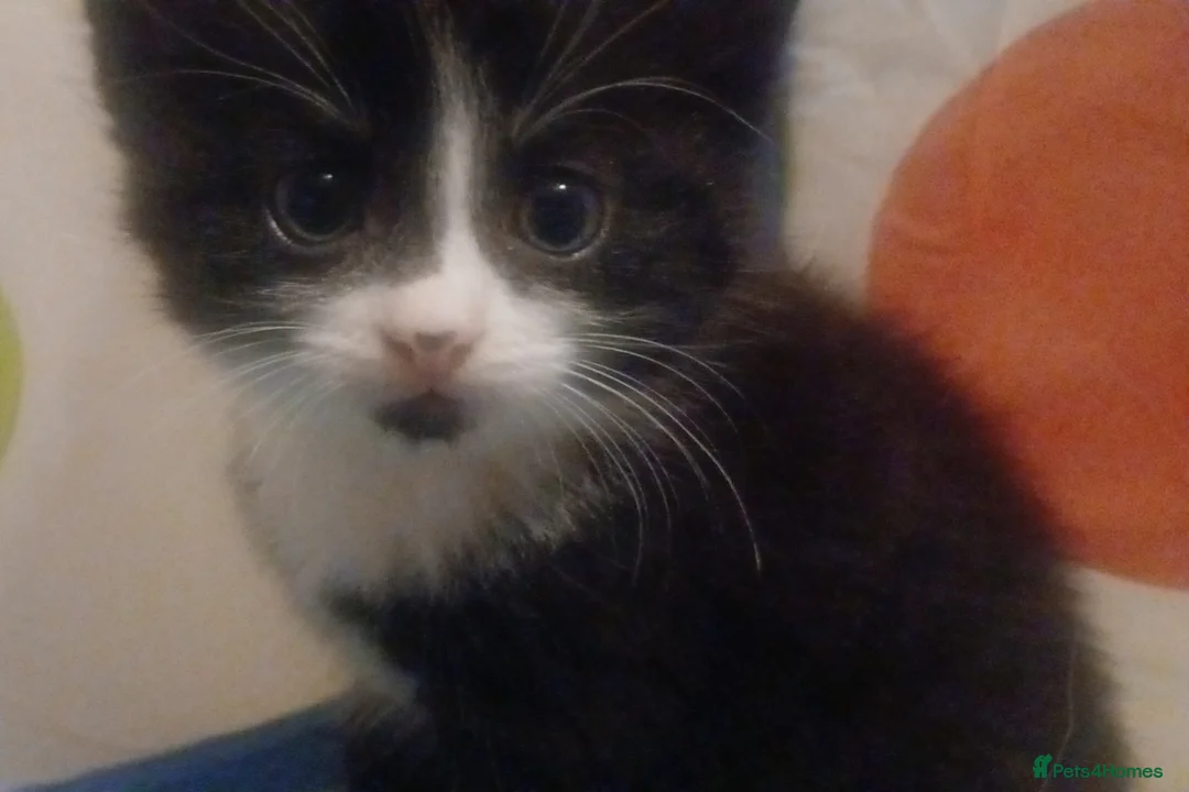 Mixed Breed cats for sale: Beautiful litter of 3 kittens - Advert 2