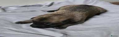 Puppy 11