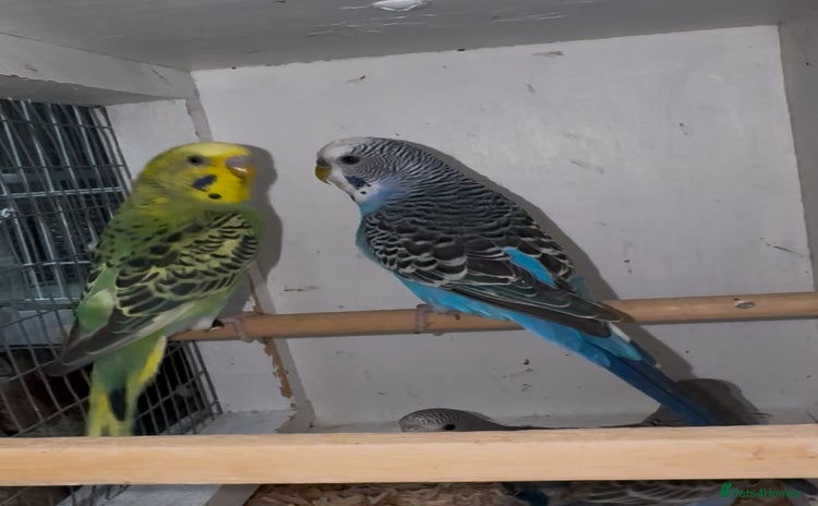 Budgerigars birds - Advert 2