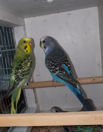 Budgerigars birds - Advert 3