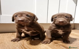 Mixed Breed dogs for sale: Collie cross rough haired Hungarian viszler  - Image 25