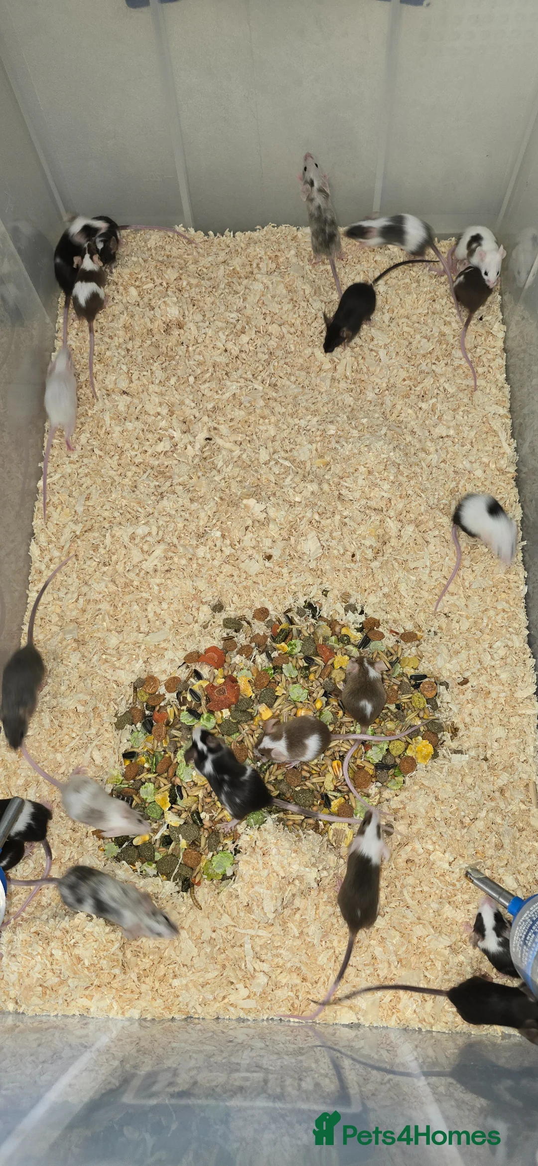 Mouse rodents for sale: Baby Fancy Mice, Mostly Female  - Advert 1
