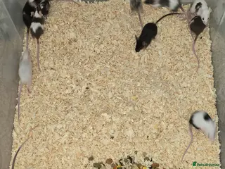 Mouse rodents Baby Fancy Mice, Mostly Female - Advert 10