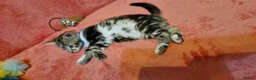 Bengal cats for sale: Bengal mix kittens for sale - Advert 11