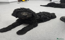 Goldendoodle dogs for sale: Ready Now ! F1B Standard Goldendoodle!  - Image 14