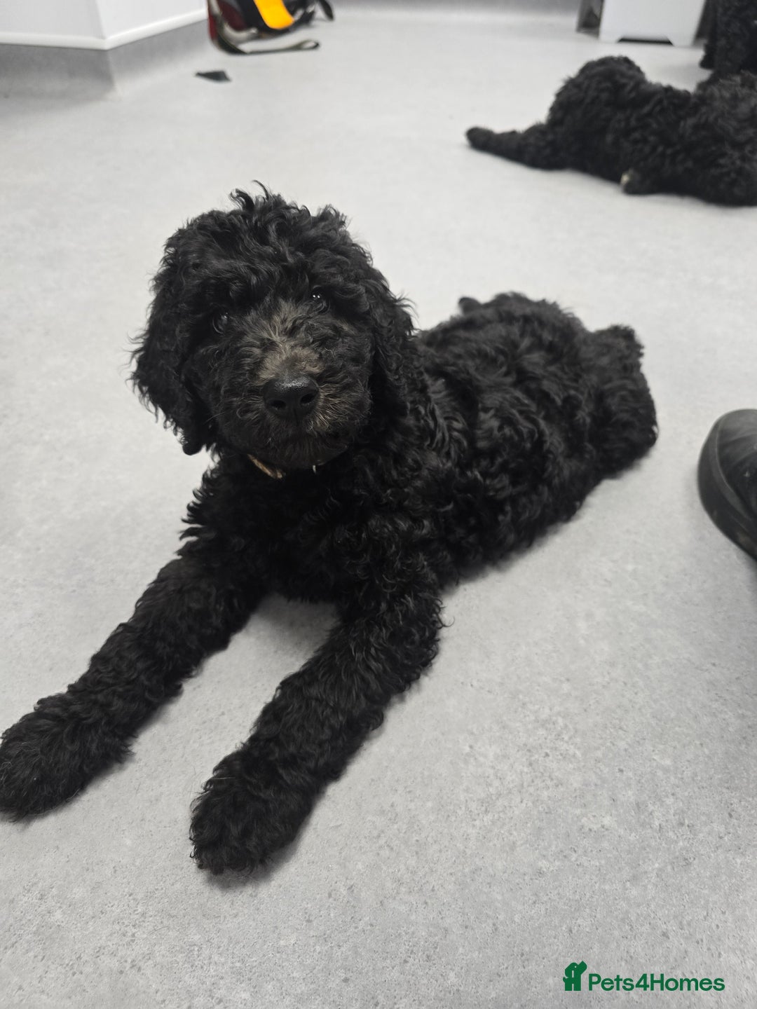 Goldendoodle dogs for sale: Ready Now ! F1B Standard Goldendoodle!  - Image 14