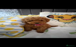 Poodle dogs for sale: Toy poodle puppies for sale  - Image 15