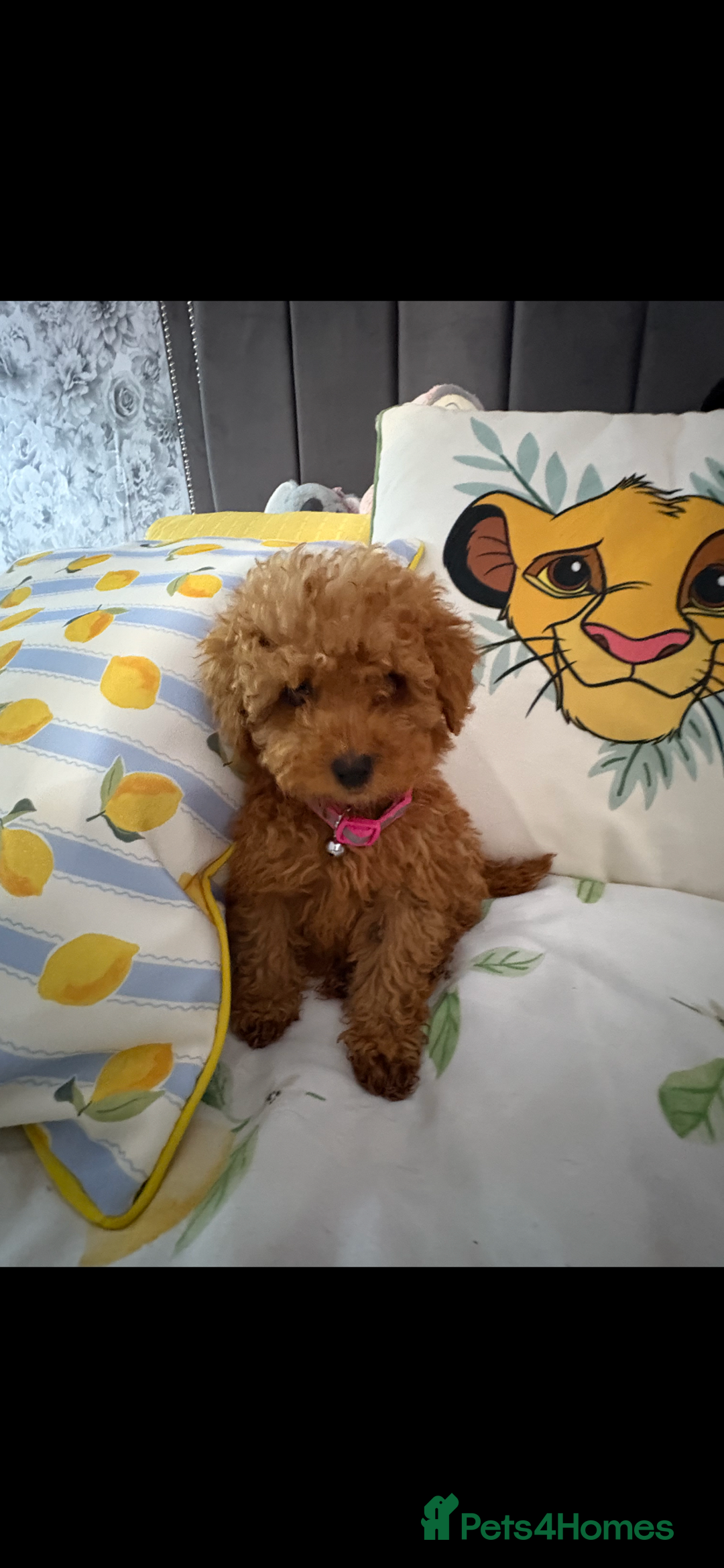 Poodle dogs for sale: Toy poodle puppies for sale  - Image 15