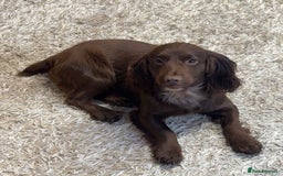 Cocker Spaniel dogs for sale: Cocker spaniel puppy’s  in Morpeth - Image 5