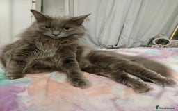 Ragdoll cats for sale: Mixed Ragdoll Bengal 5 year old female - Image 1