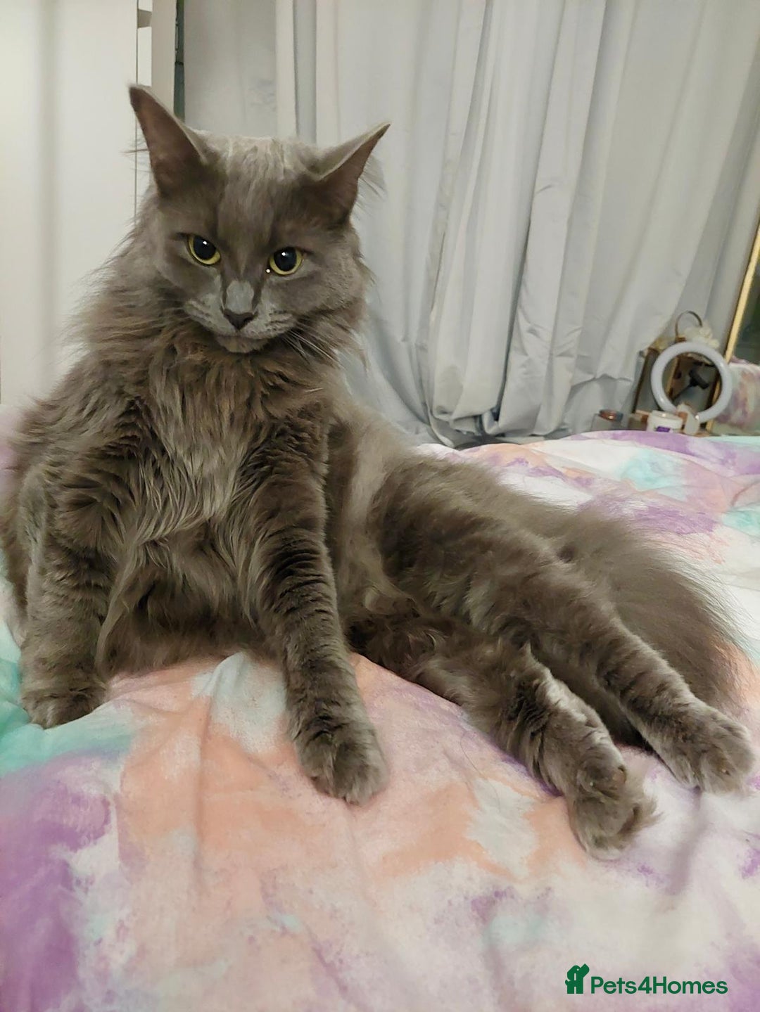 Ragdoll cats for sale: Mixed Ragdoll Bengal 5 year old female - Image 1