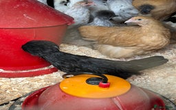 Chickens poultry for sale: Big sale of silkie and polish £5 each! - Image 2