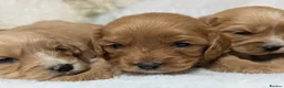 Cavapoo dogs for sale: Quality & Beautiful F1 Cavapoo DNA clear puppies - Advert 5