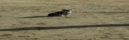 Mixed Breed dogs for sale: 1 Year Old Winnie, Olde English Bullsog - Advert 3