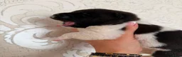 Akita dogs for sale: AKITA PUPS! PARENTS KC REGISTERED  - Advert 13