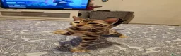 Bengal cats for sale: Ready Now Tica Champion Kittens  - Advert 20
